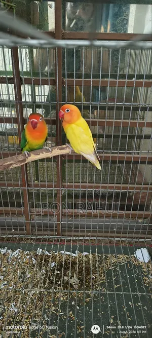 LOVE Birds Adults 2 Pics Sale