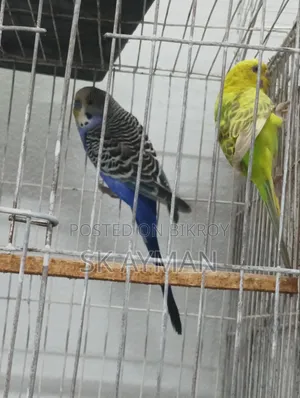 বাজরিগার পাখি ৫ জোড়া