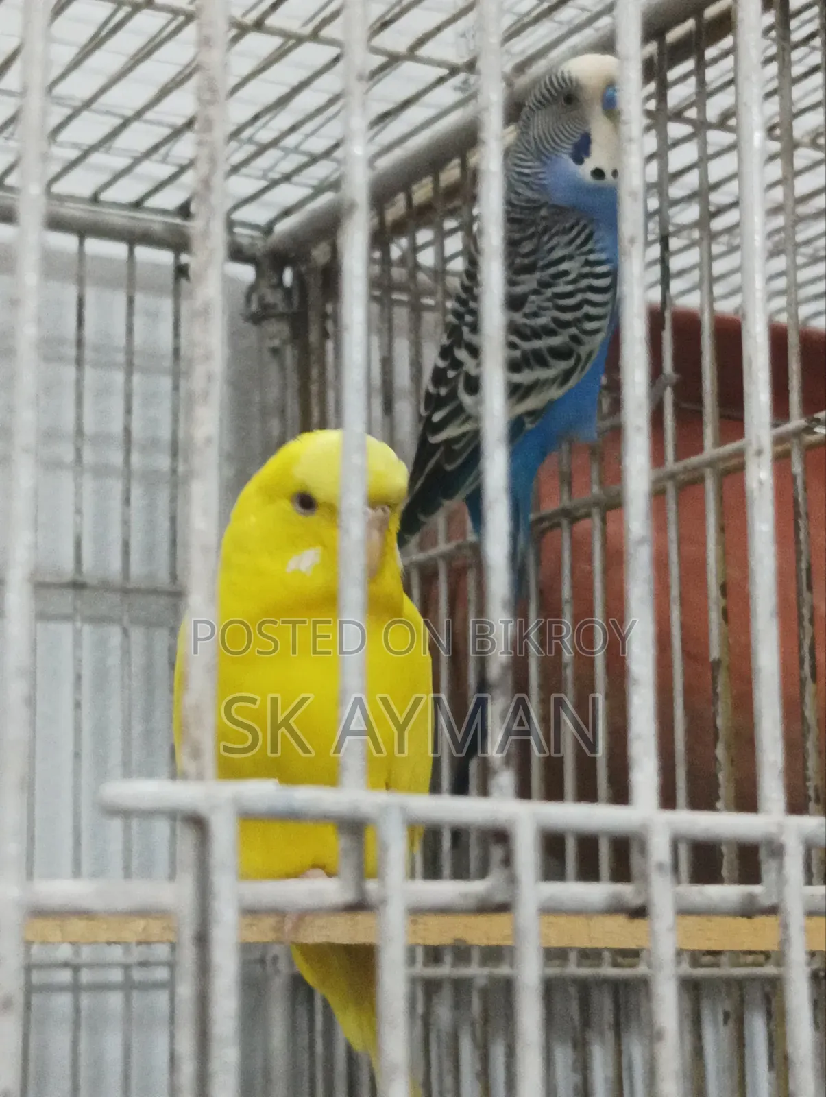 বাজরিগার পাখি ৫ জোড়া