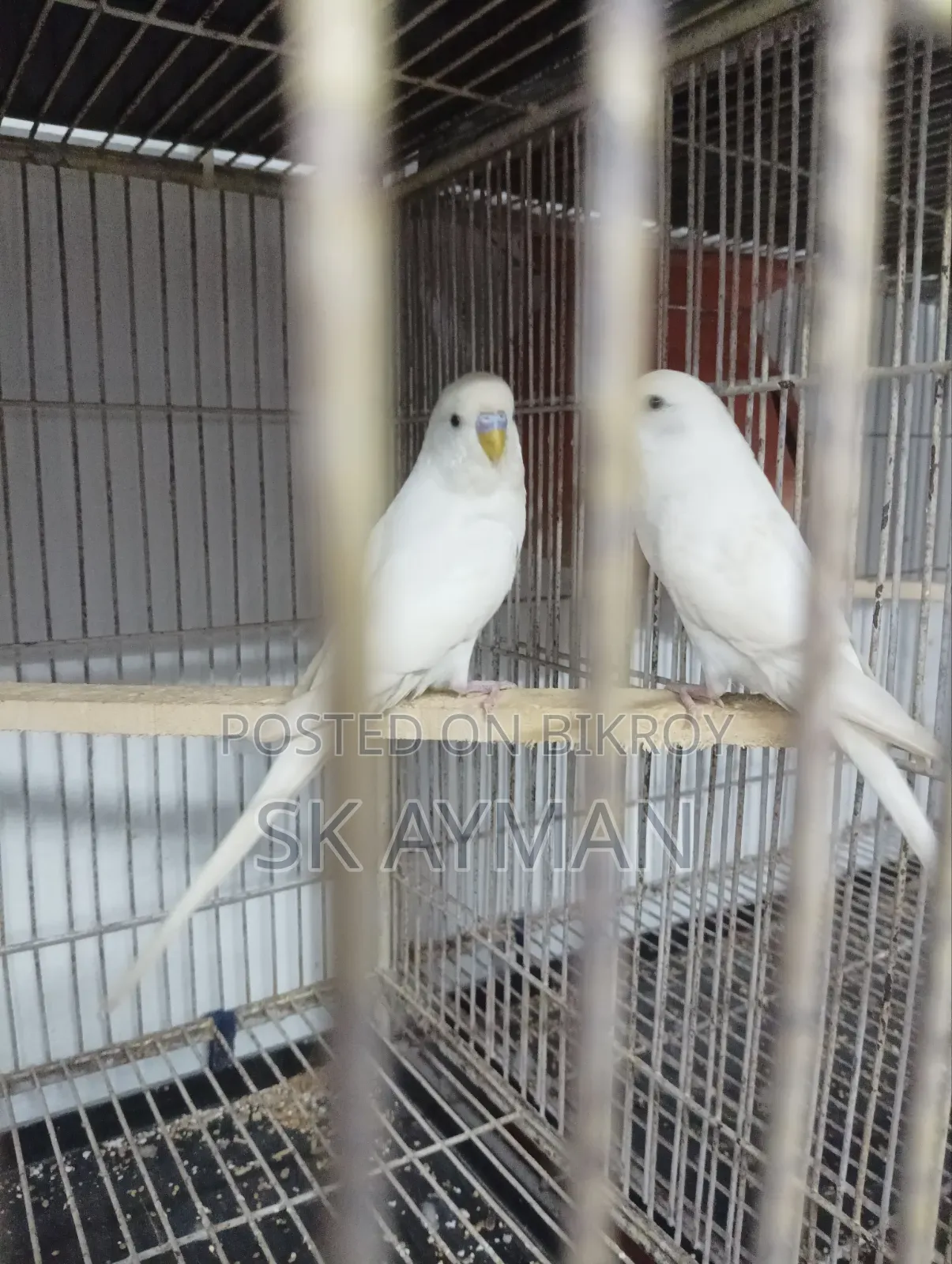 বাজরিগার পাখি ৫ জোড়া