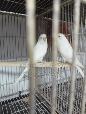 বাজরিগার পাখি ৫ জোড়া