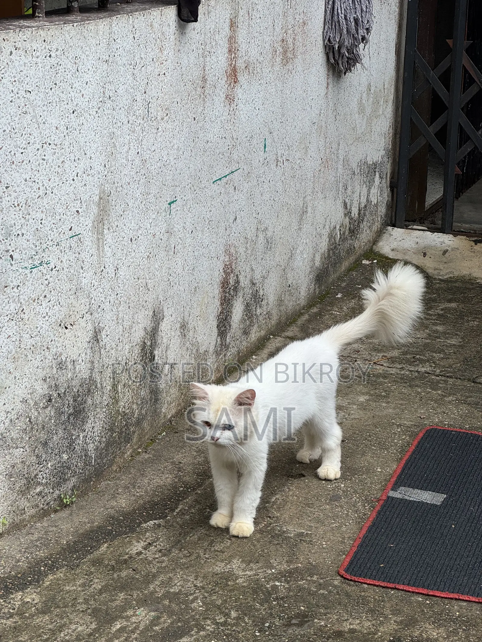 1+ year Male Purebred Persian