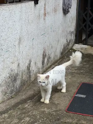 1+ year Male Purebred Persian