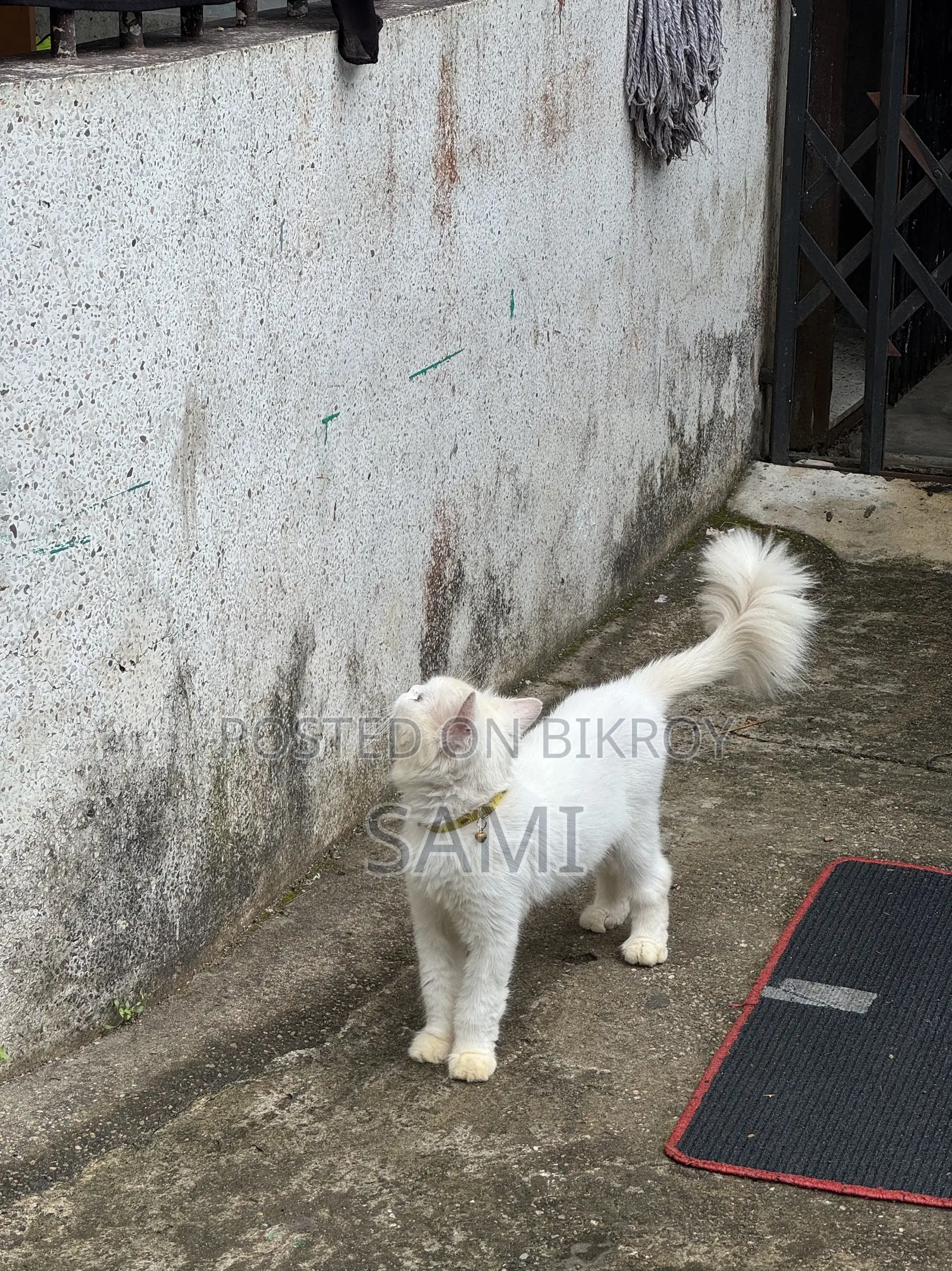 1+ year Male Purebred Persian