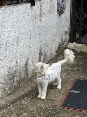 1+ year Male Purebred Persian