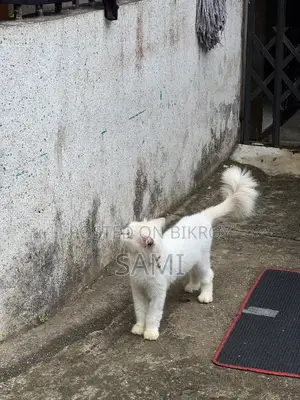 1+ year Male Purebred Persian