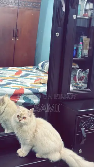 1+ year Female Purebred Persian