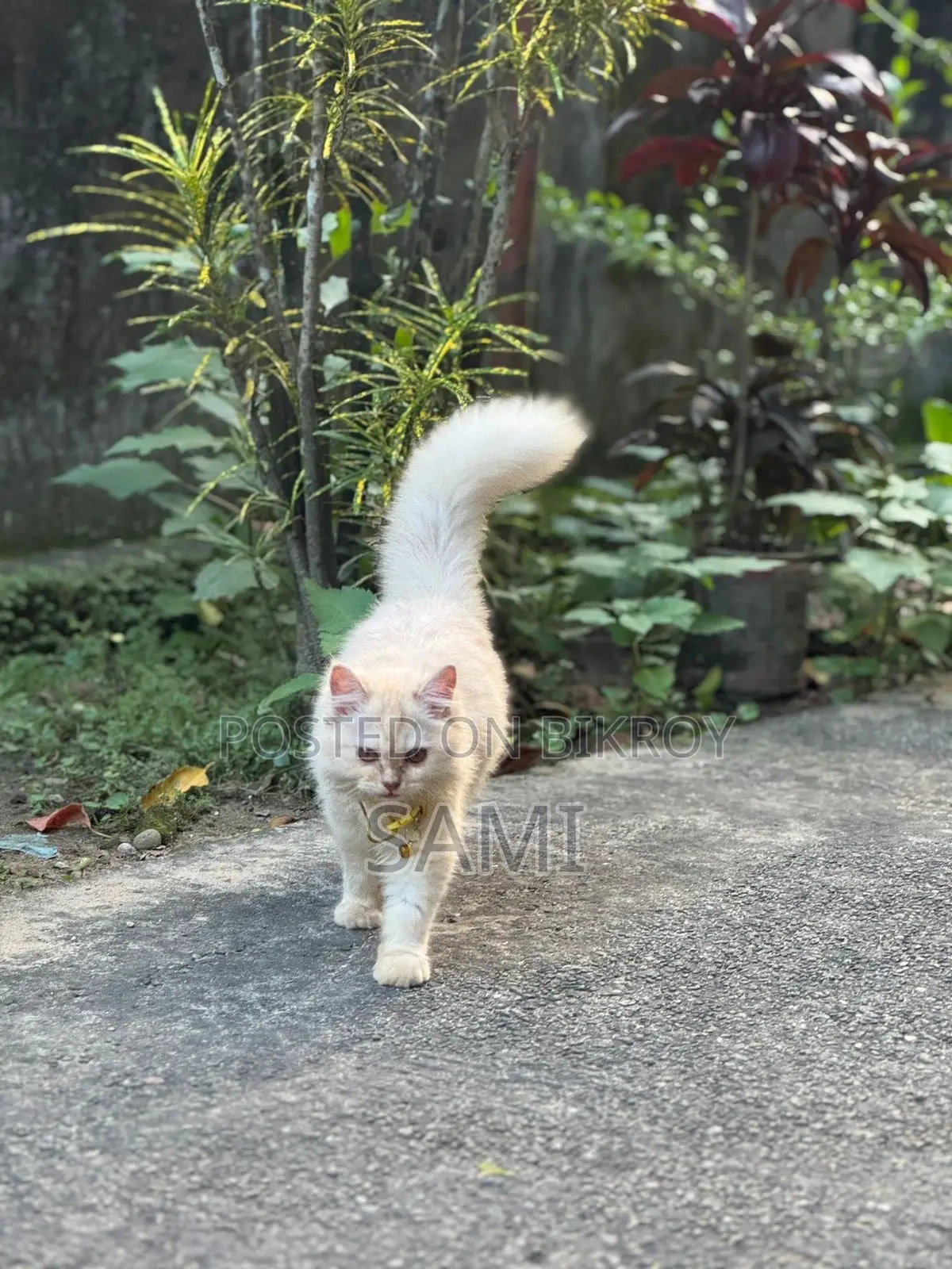 1+ year Female Purebred Persian