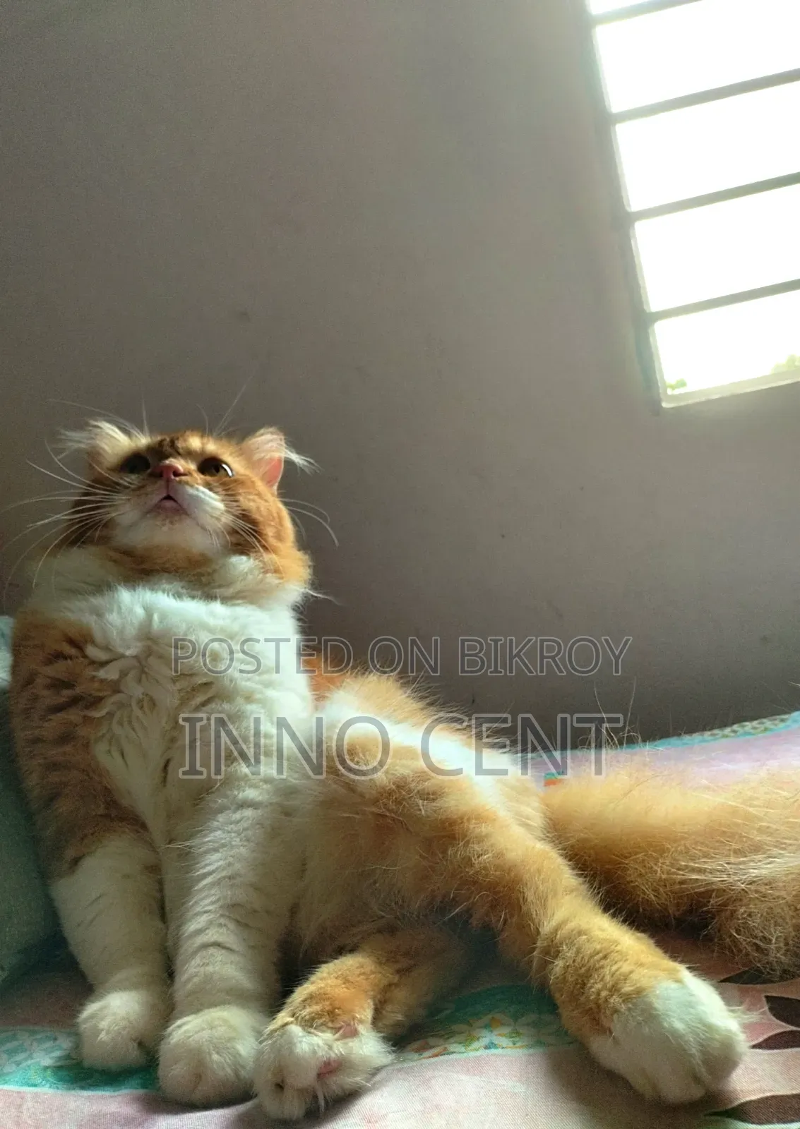 1+ year Male Purebred Persian