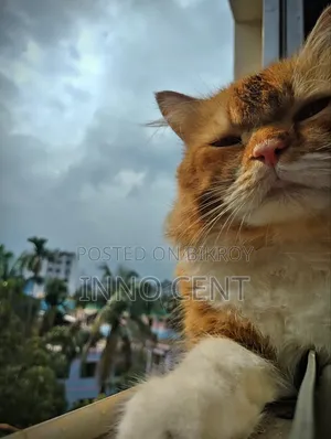 1+ year Male Purebred Persian