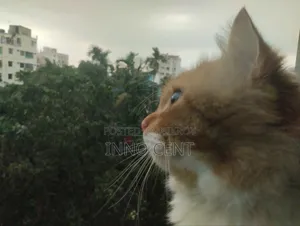 1+ year Male Purebred Persian