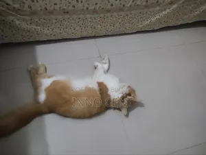 1+ year Male Purebred Persian