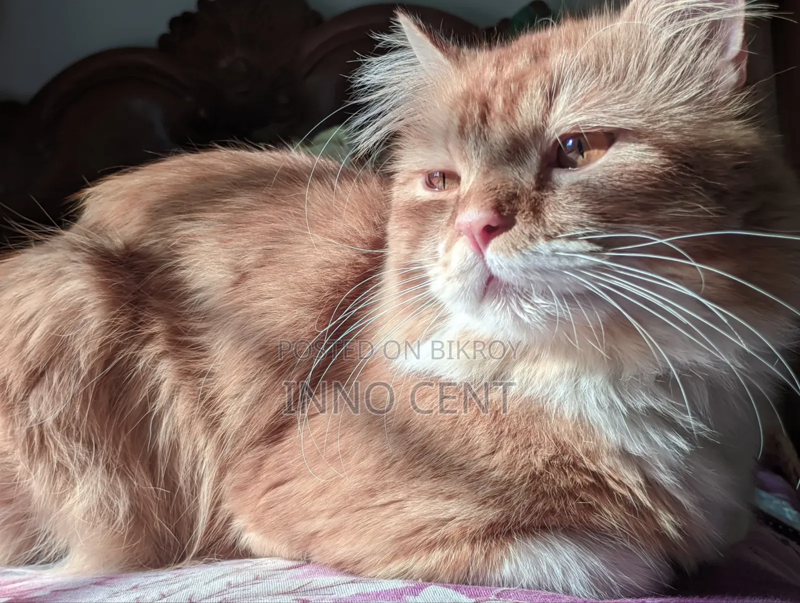 1+ year Male Purebred Persian