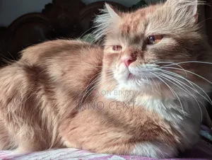 1+ year Male Purebred Persian
