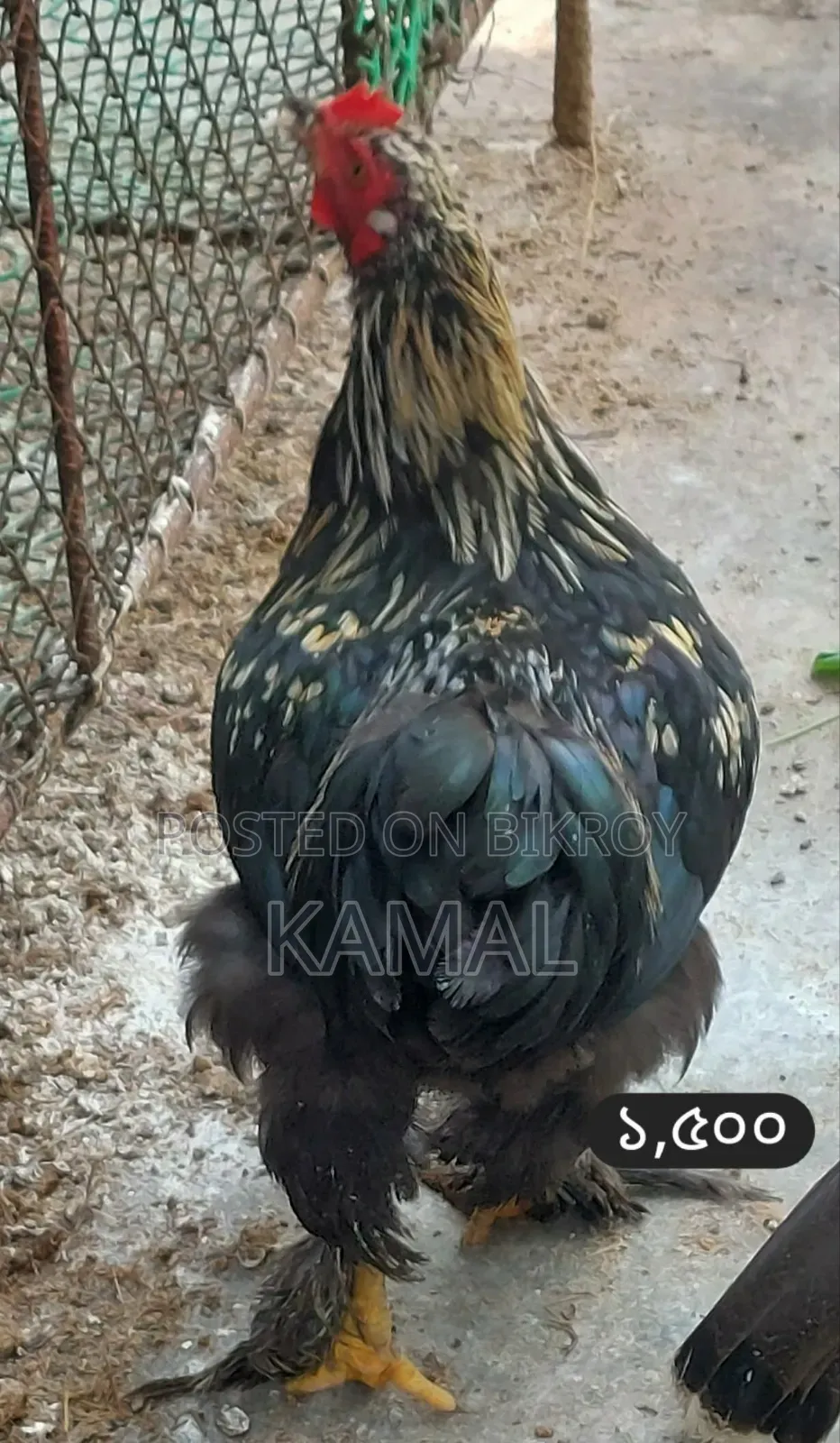 কিছু ফেন্সি মোরগ বিক্রি হবে