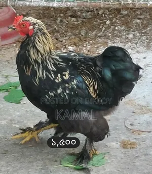 কিছু ফেন্সি মোরগ বিক্রি হবে