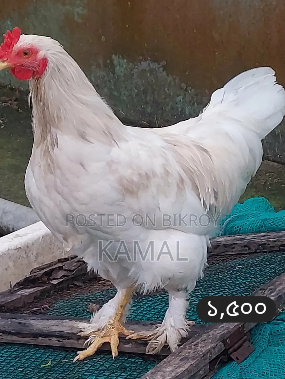কিছু ফেন্সি মোরগ বিক্রি হবে