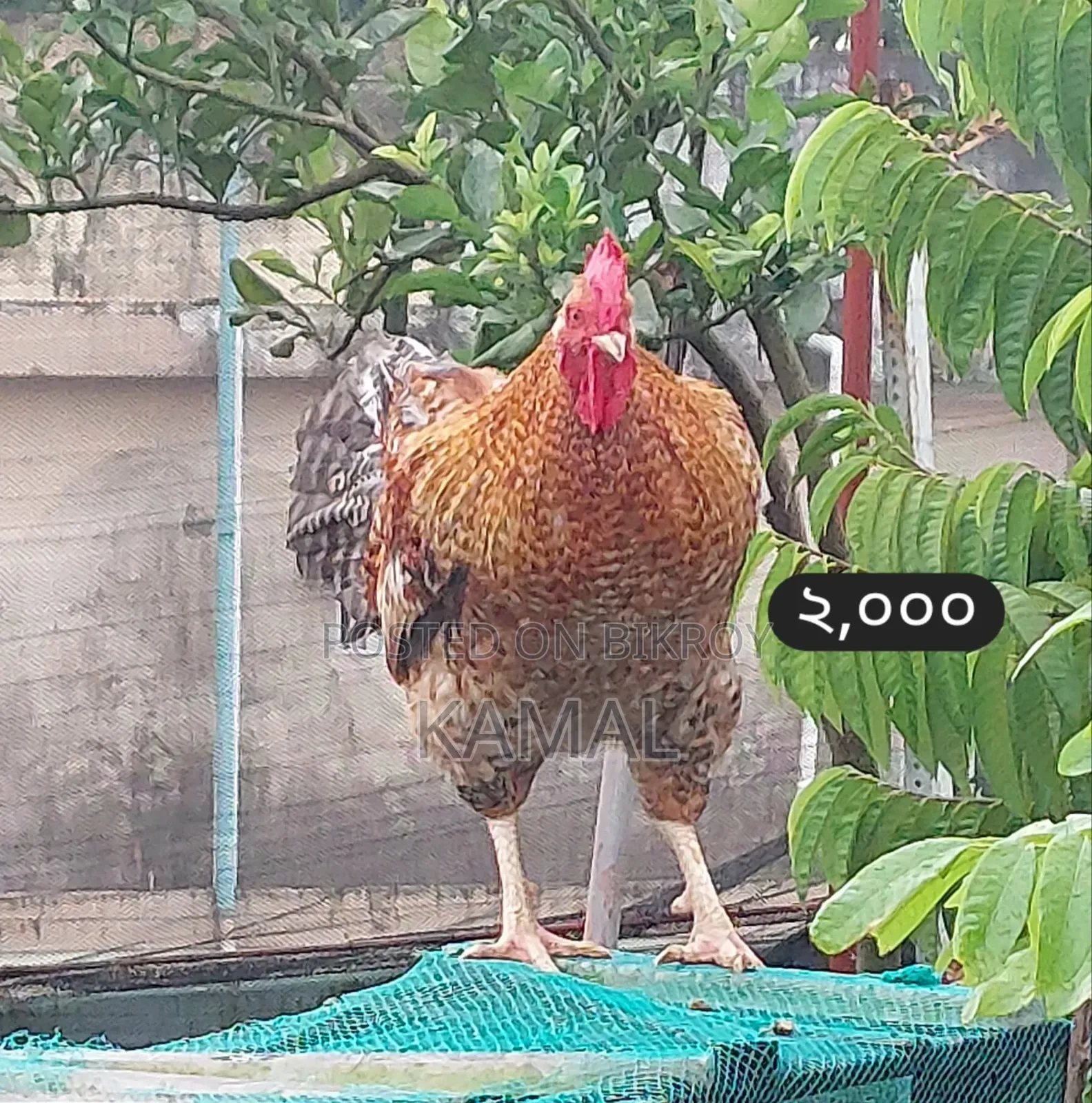 কিছু ফেন্সি মোরগ বিক্রি হবে