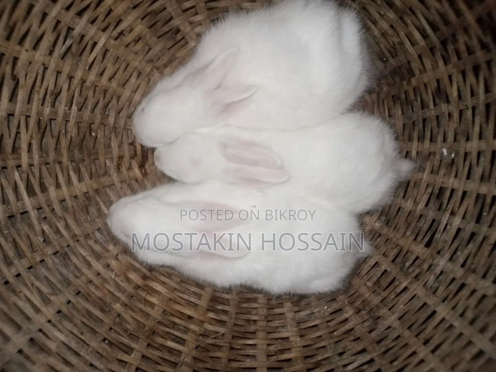 Cute & Healthy Rabbit Babies for Sale