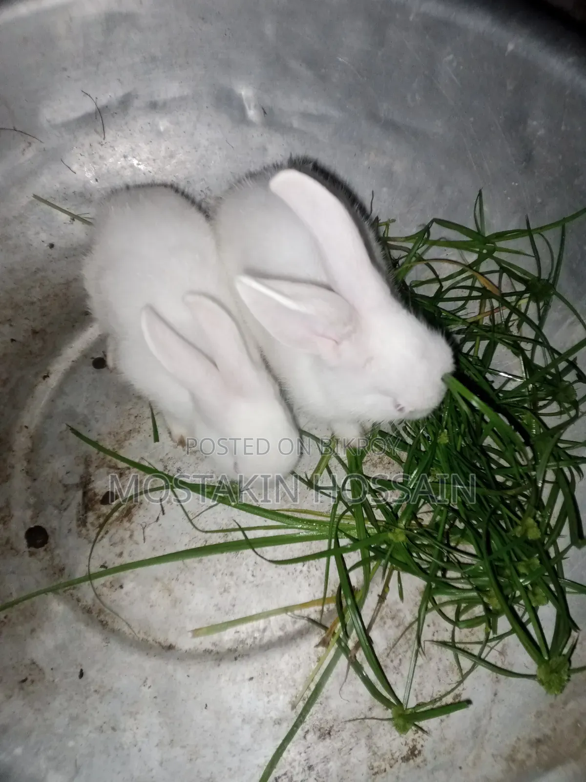 Cute & Healthy Rabbit Babies for Sale