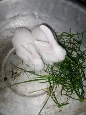 Cute & Healthy Rabbit Babies for Sale