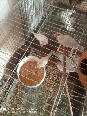 3 Pairs Opal Red Eye Java Birds
