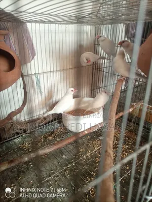 3 Pairs Opal Red Eye Java Birds