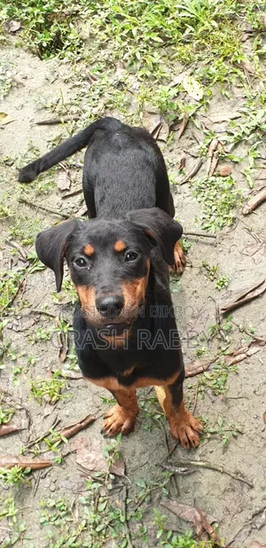 6-12 Months Female Purebred Rottweiler