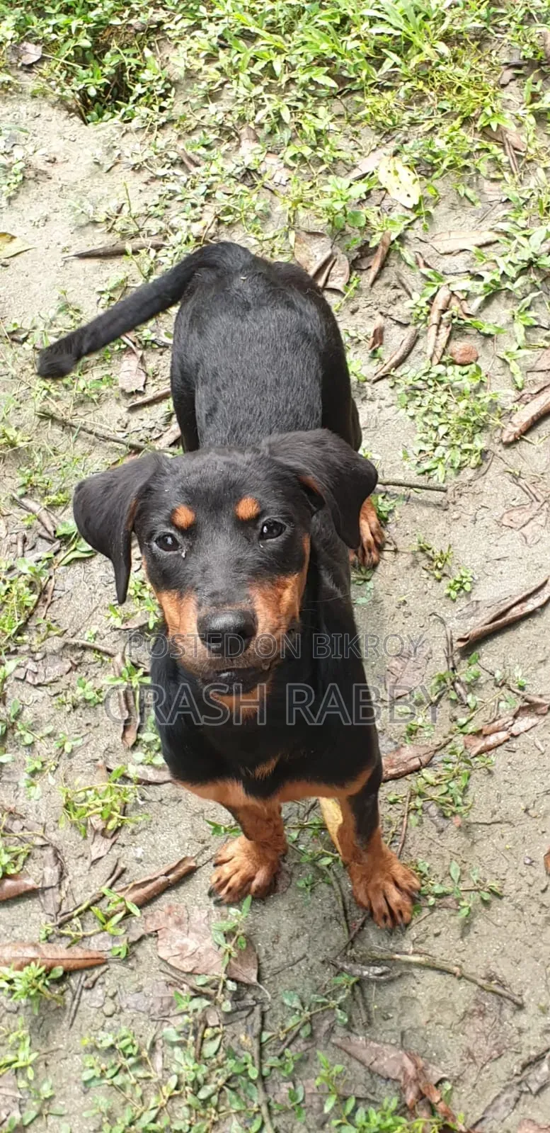 6-12 Months Female Purebred Rottweiler
