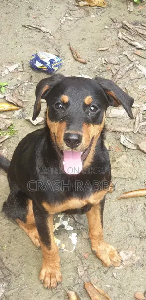 6-12 Months Female Purebred Rottweiler