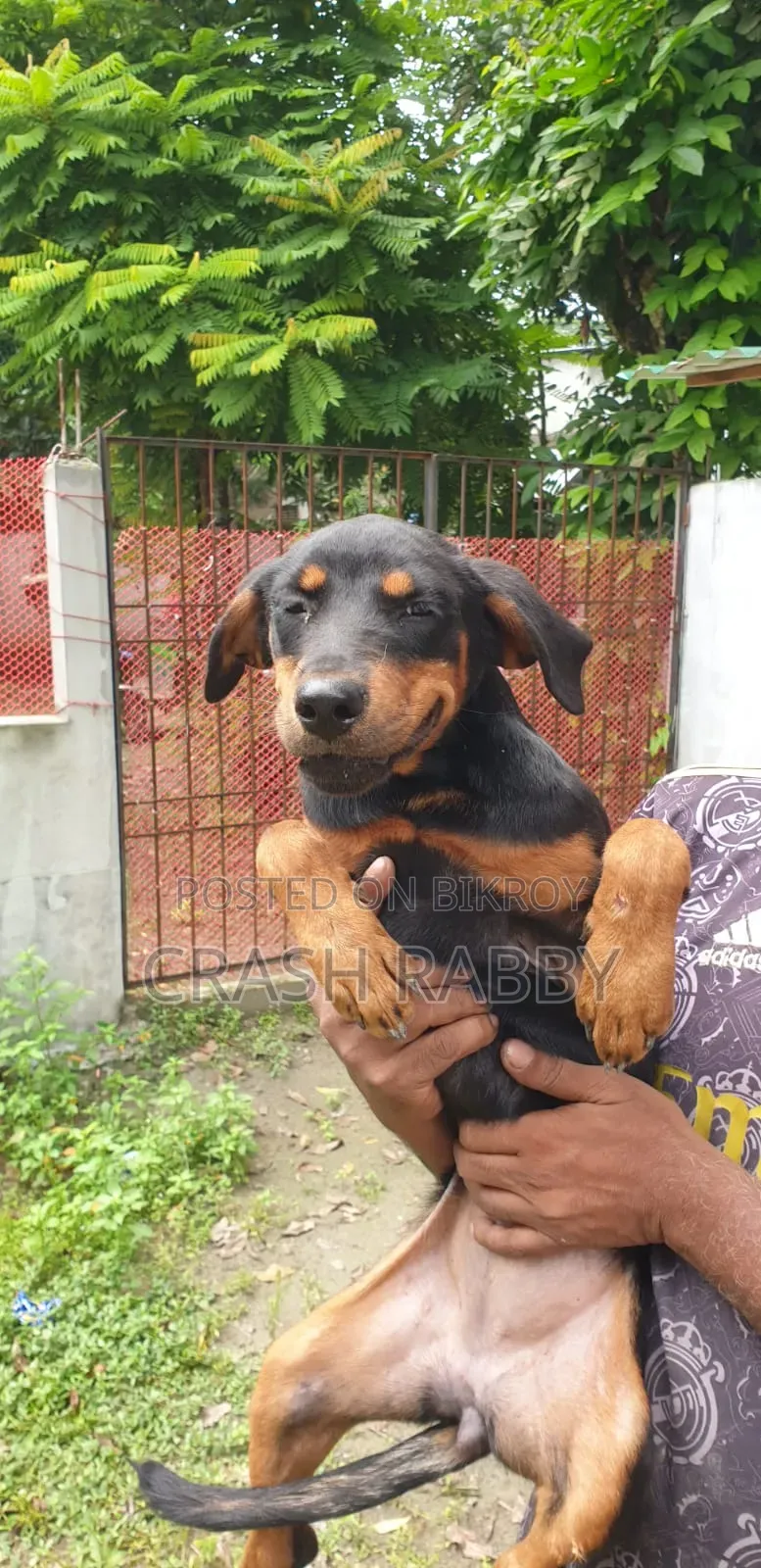 6-12 Months Female Purebred Rottweiler