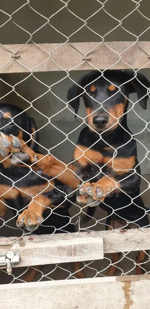 6-12 Months Female Purebred Rottweiler
