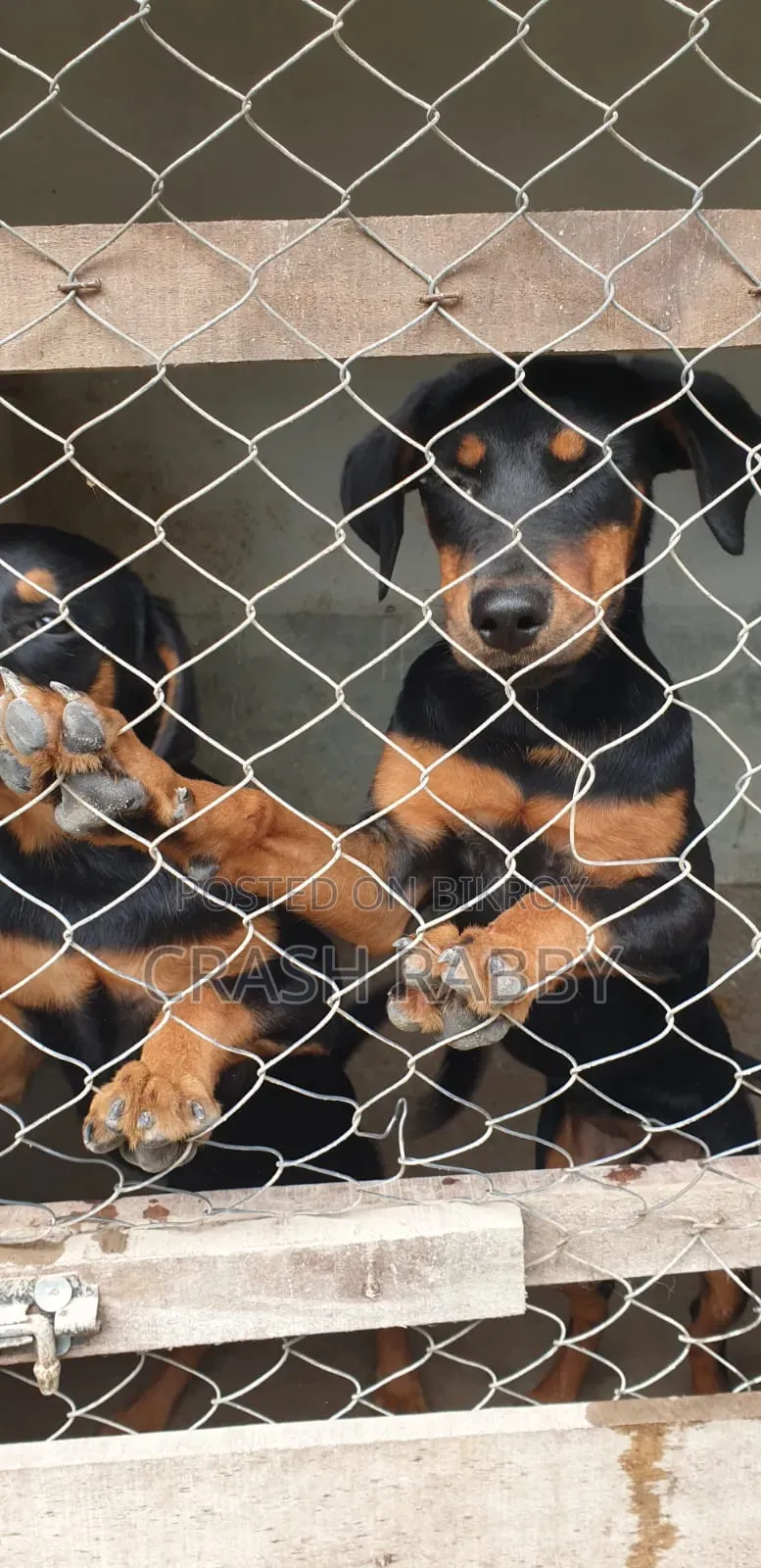 6-12 Months Female Purebred Rottweiler