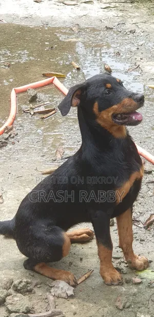 6-12 Months Female Purebred Rottweiler