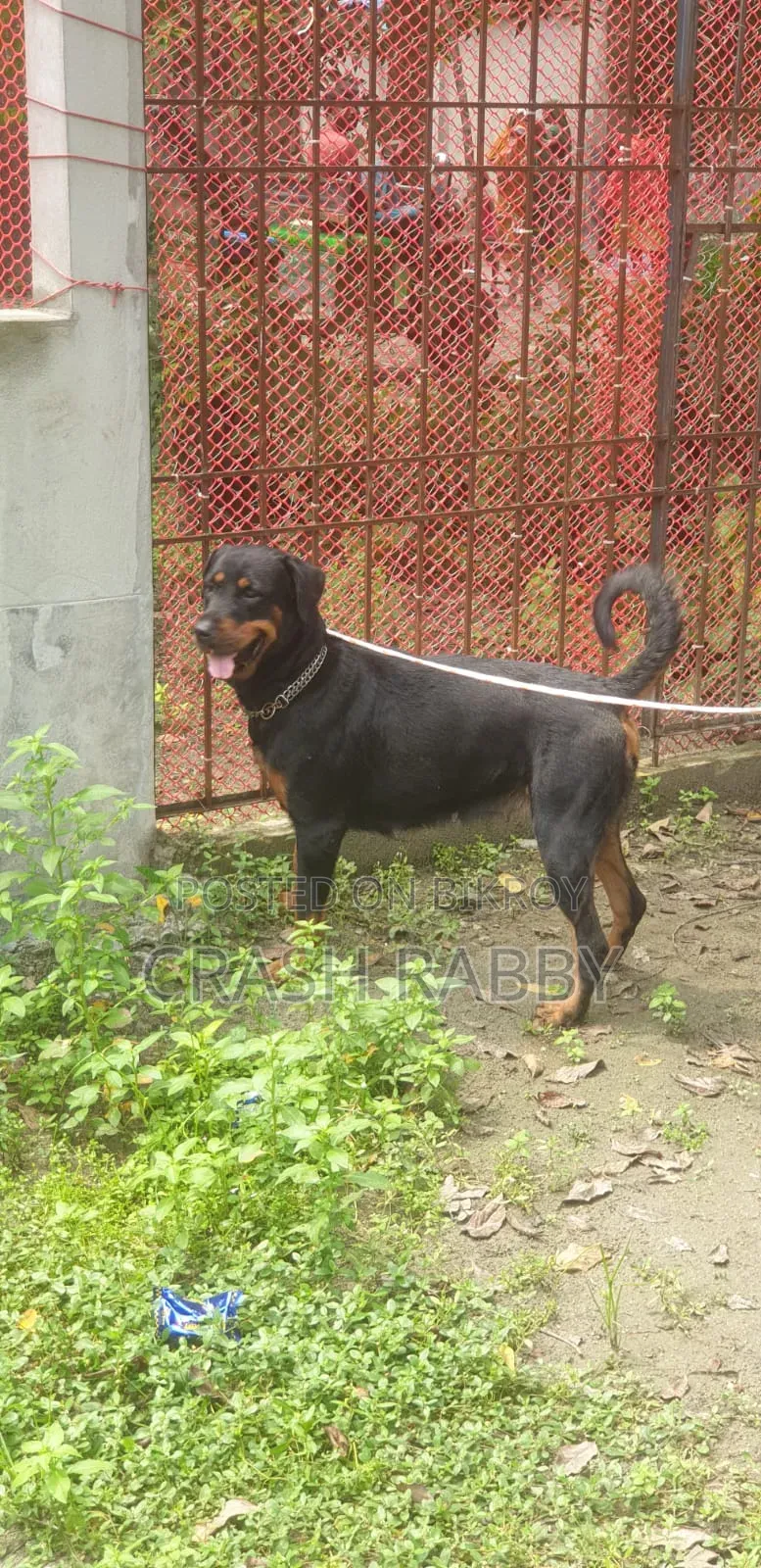 6-12 Months Female Purebred Rottweiler