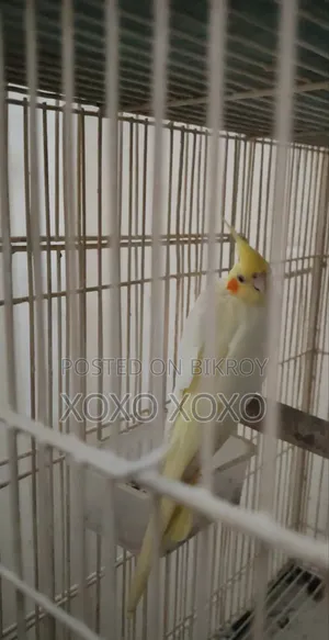 Lutino Female for Sale