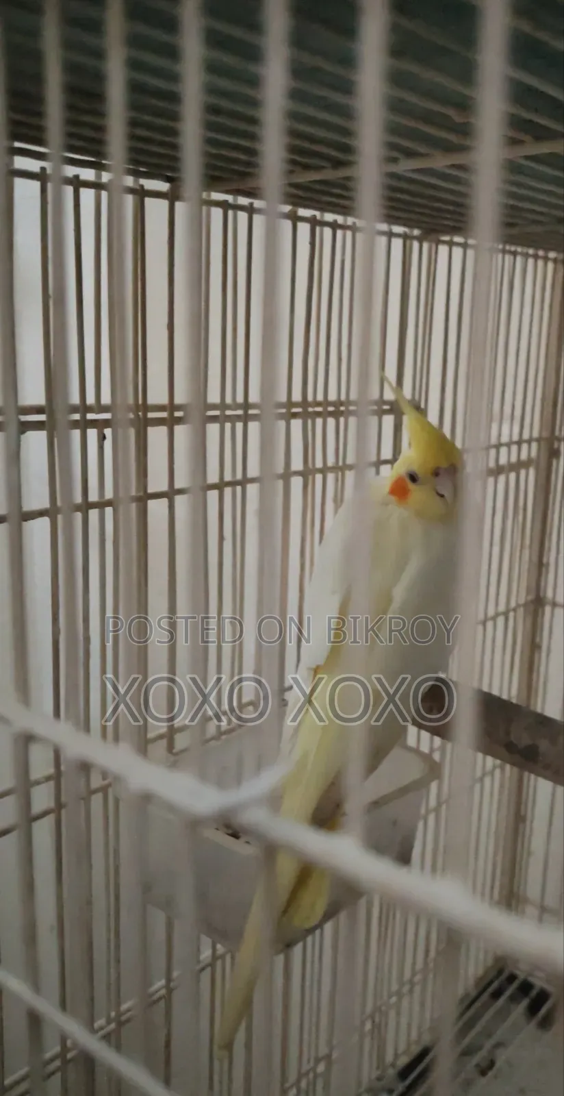 Lutino Female for Sale