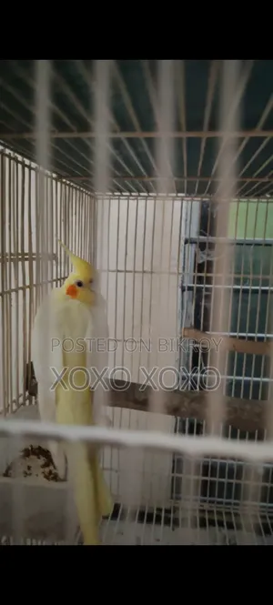 Lutino Female for Sale