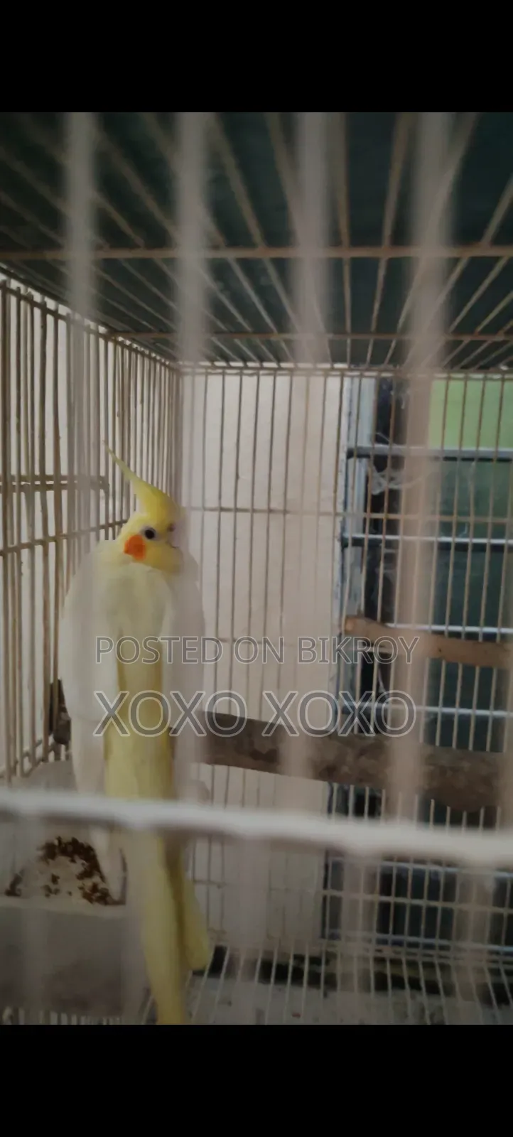 Lutino Female for Sale