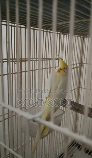 Lutino Female for Sale