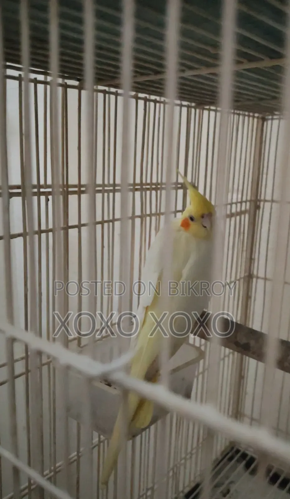 Lutino Female for Sale