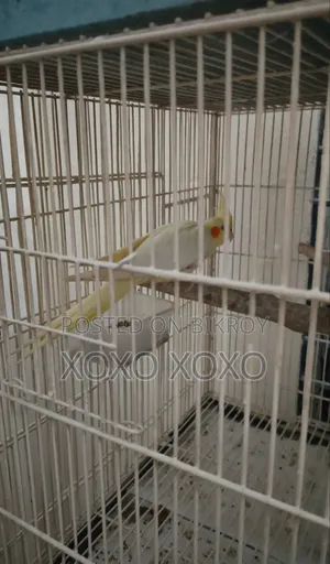 Lutino Female for Sale