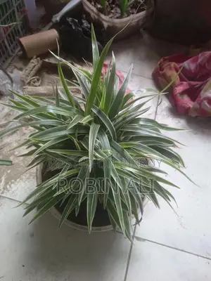 পান গাছ (মিস্টি পান)