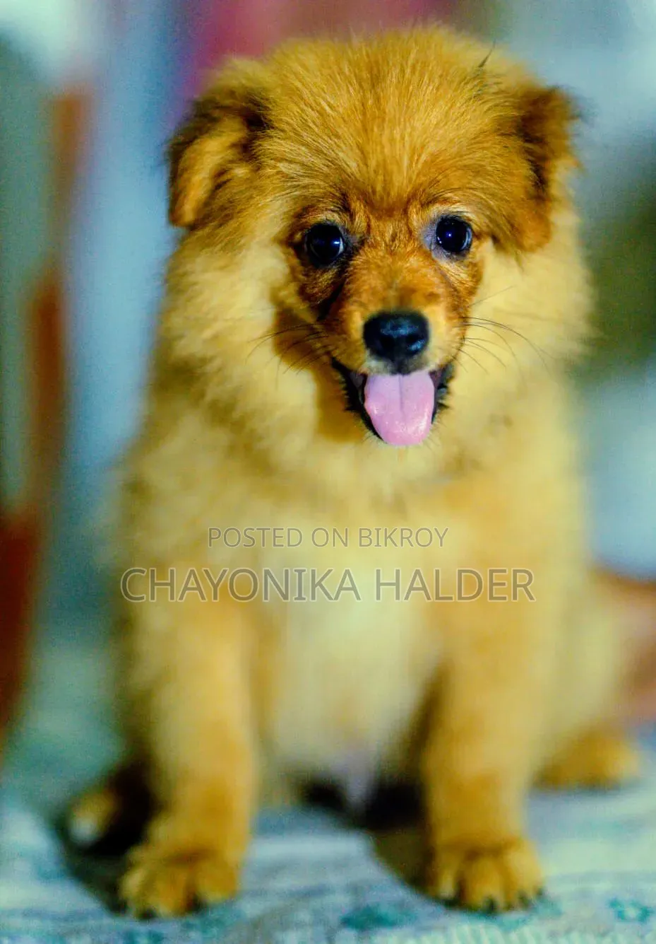 3-6 Months Male Purebred Pomeranian