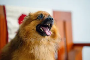 3-6 Months Male Purebred Pomeranian