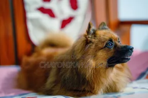3-6 Months Male Purebred Pomeranian