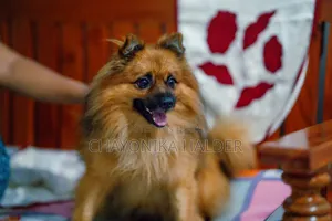 3-6 Months Male Purebred Pomeranian