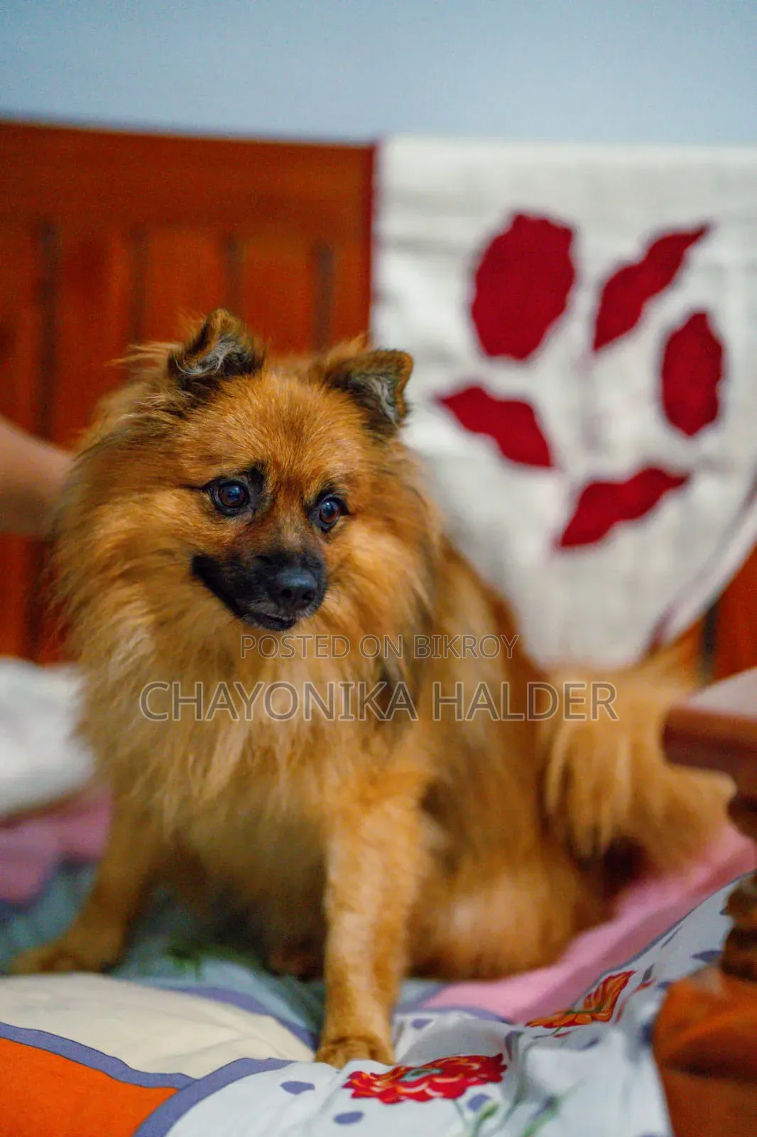 3-6 Months Male Purebred Pomeranian
