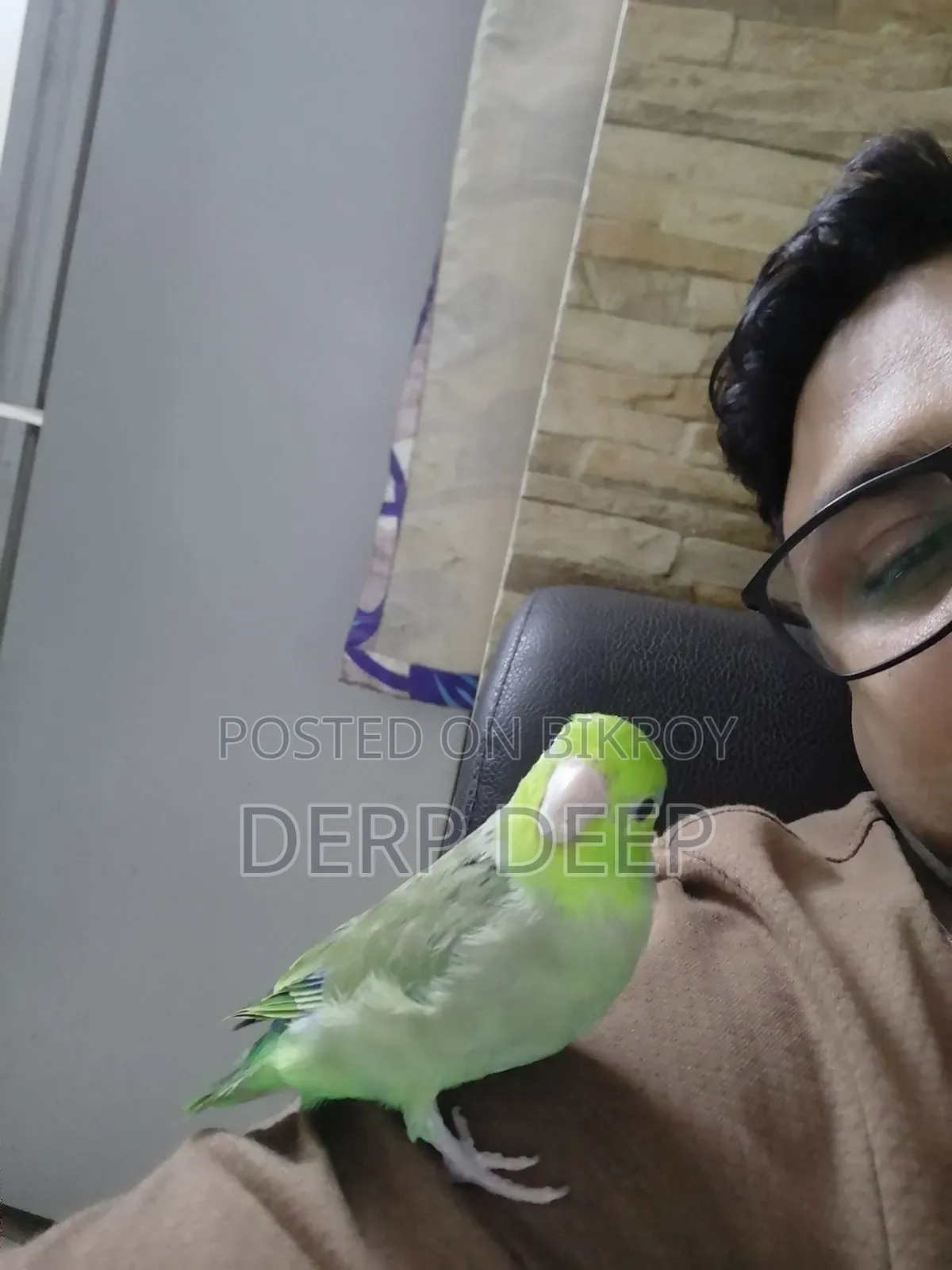 Nice Bird