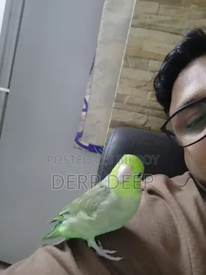 Nice Bird